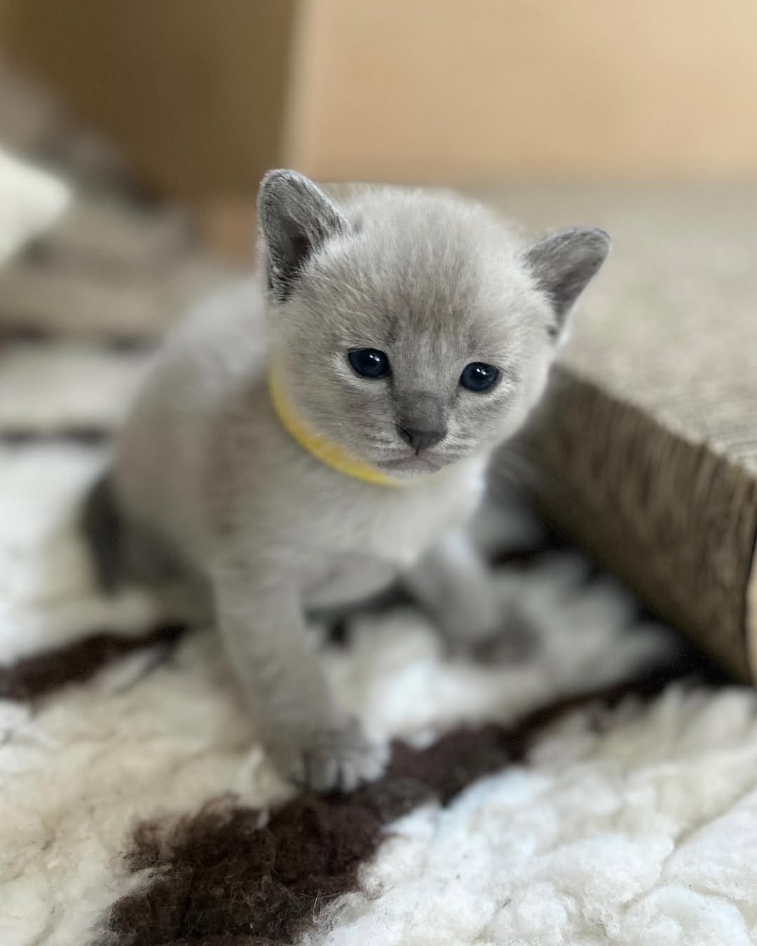 Charlie - Tonkinese Kitten
